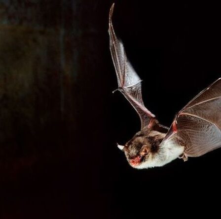 Sixième sens!  Une étude affirme que les humains pourraient développer des capacités de détection d'écholocation de type chauve-souris