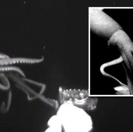 Un calmar géant rare filmé pour la première fois en train de chasser prier à 2500 pieds sous la mer - Regardez