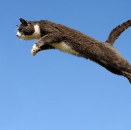 Un chat tombe du cinquième étage d'un immeuble en feu - avant de repartir indemne