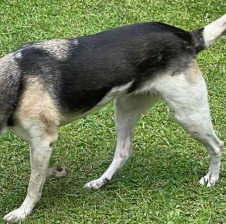 Un chien héroïque qui a perdu le museau en sauvant une petite fille de l'écrasement meurt