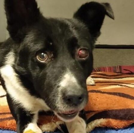 Un chien retrouvé enterré vivant sur une montagne si maltraité qu'il est tombé dans le coma - mais SURVIE