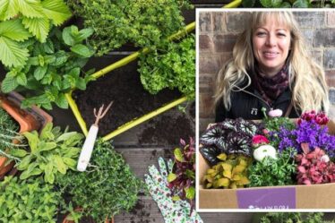 Un expert en jardinage partage des herbes `` parfaites '' à planter en dehors de votre porte dérobée maintenant