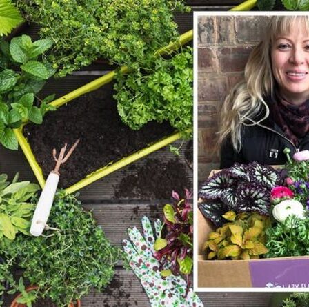 Un expert en jardinage partage des herbes `` parfaites '' à planter en dehors de votre porte dérobée maintenant