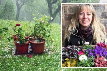 Un expert en jardinage partage des signes à surveiller en cas d'été pluvieux - `` sol moisi ''