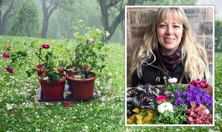 Un expert en jardinage partage des signes à surveiller en cas d'été pluvieux - `` sol moisi ''