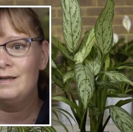 Un expert en jardinage partage trois `` plantes d'intérieur les plus difficiles à tuer '' qui nécessitent peu d'arrosage