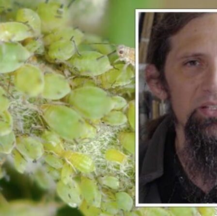 Un expert en jardinage partage une méthode pour aider à `` repousser '' les pucerons nuisibles aux plantes