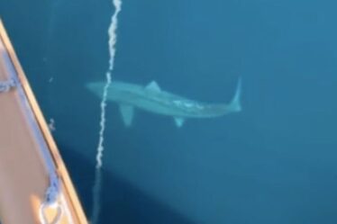 Un requin géant encerclant un bateau de croisière suscite des craintes de `` mégalodon '' et laisse les touristes hurler