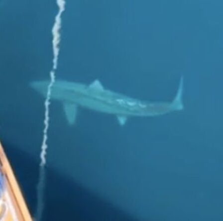 Un requin géant encerclant un bateau de croisière suscite des craintes de `` mégalodon '' et laisse les touristes hurler