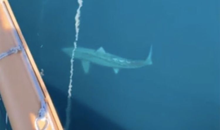 Un requin géant encerclant un bateau de croisière suscite des craintes de `` mégalodon '' et laisse les touristes hurler