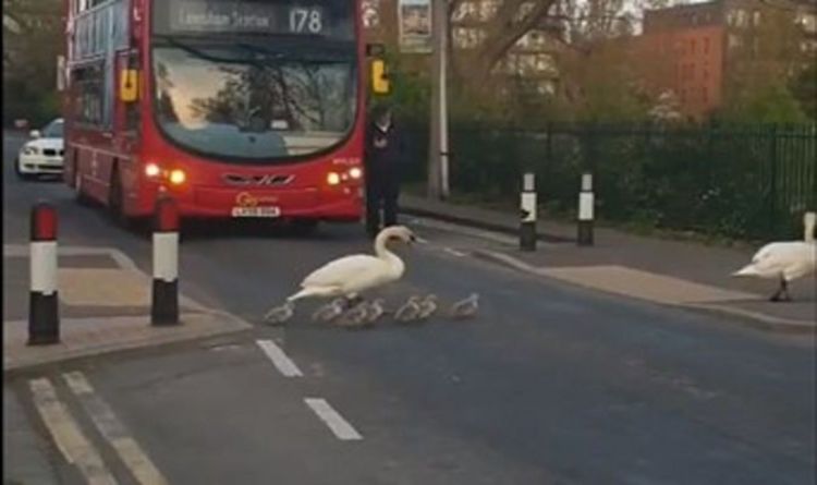Une jolie famille de cygnes provoque des embouteillages à Londres alors qu'ils traversent la route - `` Brillant ''