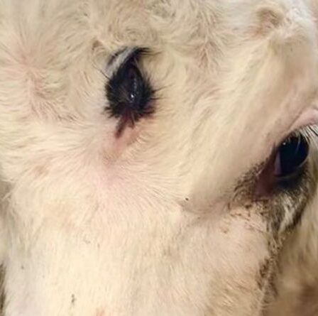 Veau à trois yeux retrouvé dans une ferme galloise - `` Jamais rien vu de tel ''