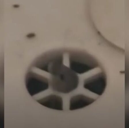 «Venant par les égouts!  Une nouvelle peste de souris frappe l'Australie alors que des essaims de rongeurs entrent dans les maisons