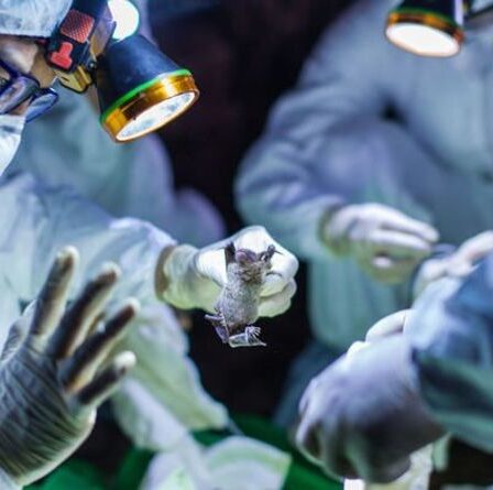 Comment la « dissimulation » chinoise de Covid a dupé le monde