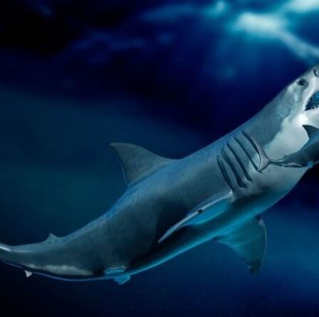 Megalodon BEAUCOUP plus gros qu'on ne le pensait après une découverte accidentelle