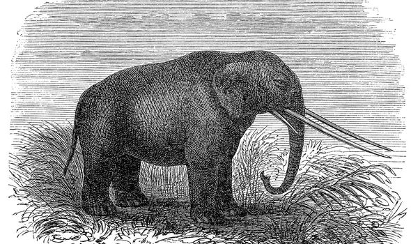 Ancienne Amérique du Nord : les mastodontes parcouraient autrefois l'Amérique du Nord et étaient le plus grand animal terrestre de la région