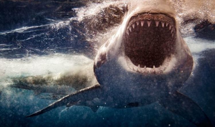Actualités archéologiques: des chercheurs reconstituent la mort violente de la plus ancienne victime d'une attaque de requin