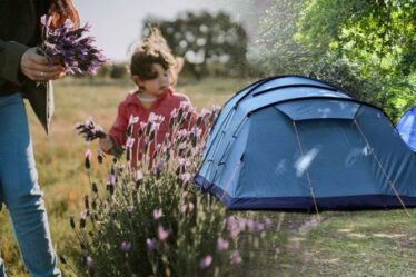 Avertissement de camping: la règle de cueillette des fleurs pourrait voir les Britanniques faire face à de «gros problèmes»