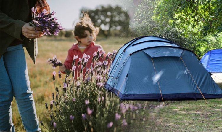 Avertissement de camping: la règle de cueillette des fleurs pourrait voir les Britanniques faire face à de «gros problèmes»