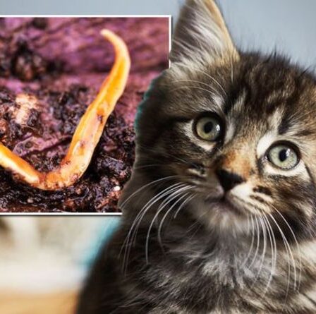 Avertissement sur les vers pulmonaires : un parasite mortel et « hideux » tuant des chiens infectant également les chats