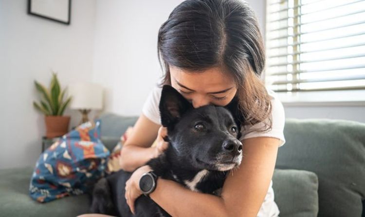 Avertissement urgent émis aux propriétaires de chiens concernant un parasite mortel - tous les symptômes