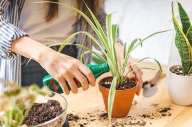 Avez-vous besoin de fertiliser les plantes d'intérieur?  Pourquoi vos plantes d'intérieur meurent constamment