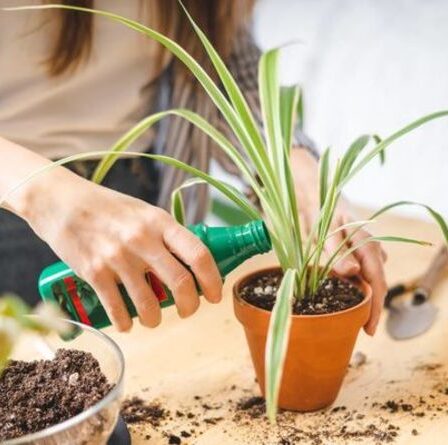 Avez-vous besoin de fertiliser les plantes d'intérieur? Pourquoi vos plantes d'intérieur meurent constamment
