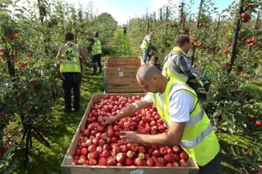 Boom pour les cueilleurs de fruits !  Des ouvriers agricoles britanniques ont offert 20 £ de l'heure après l'exode du Brexit