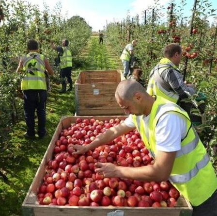 Boom pour les cueilleurs de fruits ! Des ouvriers agricoles britanniques ont offert 20 £ de l'heure après l'exode du Brexit