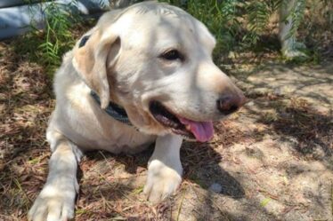 Brave Labrador sauve le propriétaire du serpent à sonnettes dans un combat héroïque presque fatal