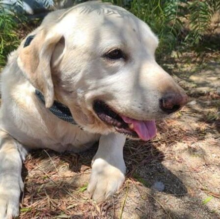 Brave Labrador sauve le propriétaire du serpent à sonnettes dans un combat héroïque presque fatal