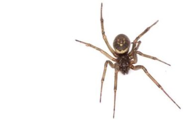 Cauchemar d'araignées !  Les arachnides qui mordent pendant que vous dormez provoquent une augmentation des cas d'hospitalisation au Royaume-Uni
