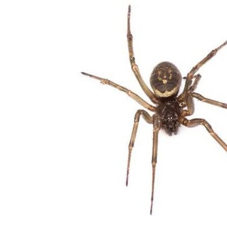 Cauchemar d'araignées !  Les arachnides qui mordent pendant que vous dormez provoquent une augmentation des cas d'hospitalisation au Royaume-Uni