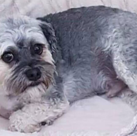 Chagrin d'amour alors qu'un chien de famille bien-aimé tué dans une attaque de cygne vicieux