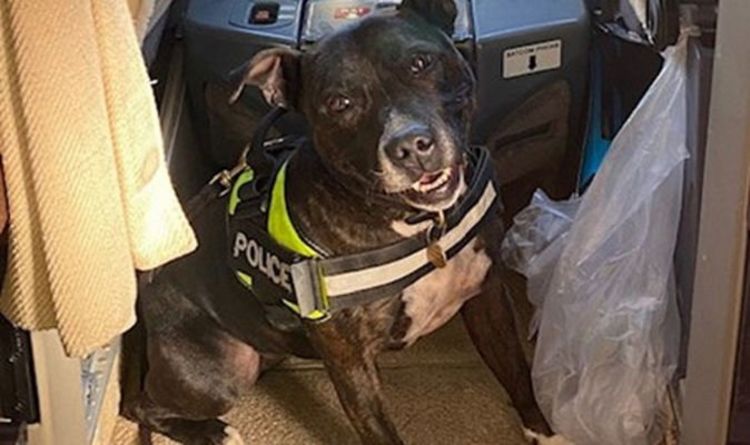 Comment Staffie abandonné est devenu un chien policier renifleur de bombes protégeant la famille royale