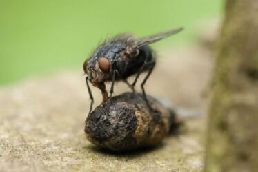 Comment combattre et prévenir une infestation de mouches domestiques