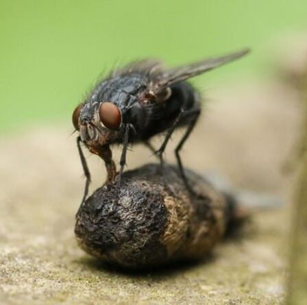 Comment combattre et prévenir une infestation de mouches domestiques