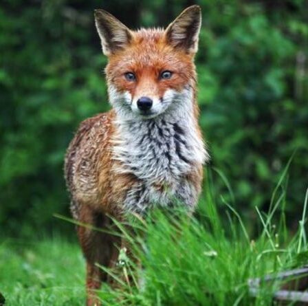 Comment éloigner les renards du jardin - 5 moyens de dissuasion rapides et faciles pour éloigner les renards