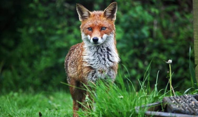 Comment éloigner les renards du jardin - 5 moyens de dissuasion rapides et faciles pour éloigner les renards