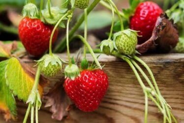 Comment faire pousser des fraises en cinq étapes faciles