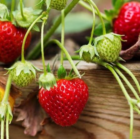 Comment faire pousser des fraises en cinq étapes faciles