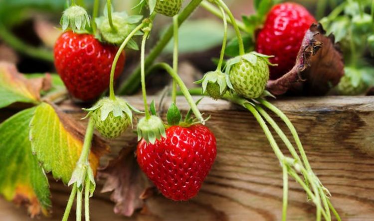 Comment faire pousser des fraises en cinq étapes faciles