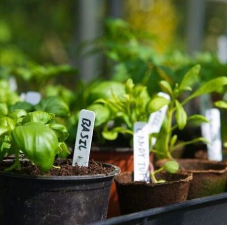 Comment faire pousser du basilic sur votre rebord de fenêtre