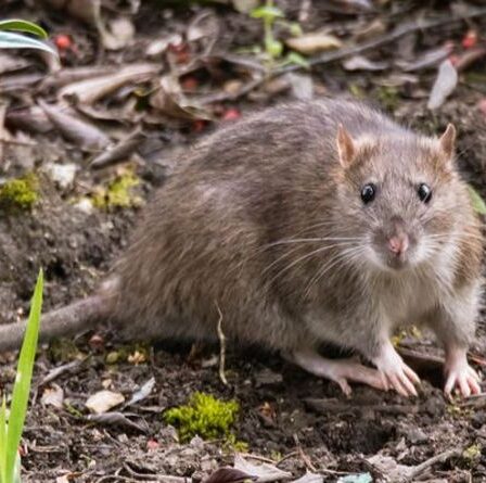 Comment lutter contre les rats dans votre jardin