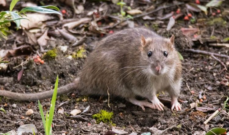 Comment lutter contre les rats dans votre jardin