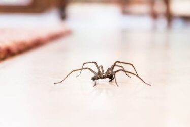 Comment se débarrasser des araignées - les 5 meilleures façons de les dissuader