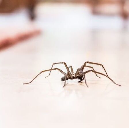 Comment se débarrasser des araignées - les 5 meilleures façons de les dissuader