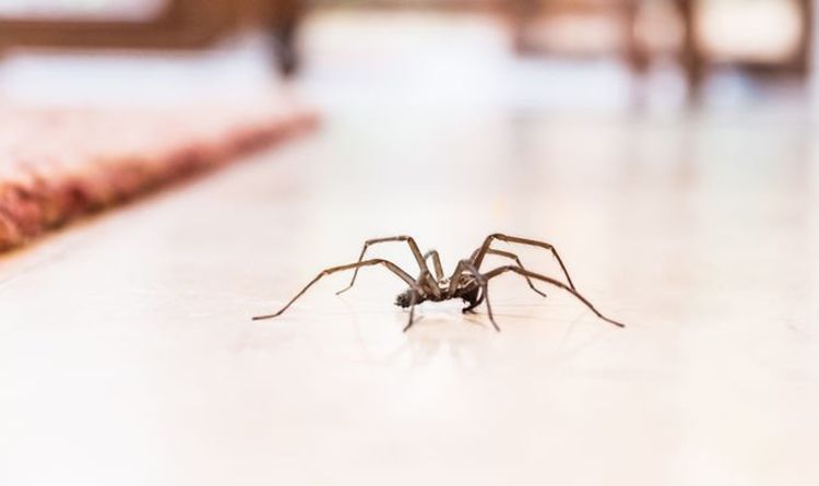Comment se débarrasser des araignées - les 5 meilleures façons de les dissuader