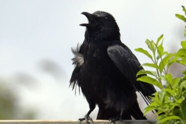 Comment se débarrasser des corbeaux de votre jardin - 6 conseils clés pour bannir les oiseaux nuisibles