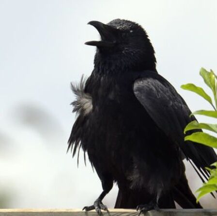 Comment se débarrasser des corbeaux de votre jardin - 6 conseils clés pour bannir les oiseaux nuisibles